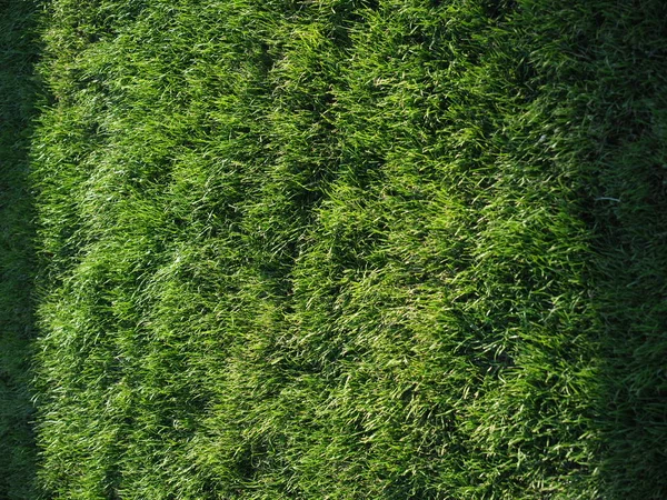 Închidere de iarbă verde de primăvară cu lumină puternică a soarelui. Conceptul verdeață . — Fotografie, imagine de stoc