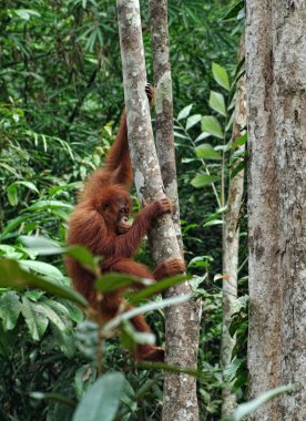 Küçük orangutan ağaca asmak. Vahşi hayvanlar