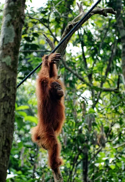 Jeune orang-outan accroché à la branche de l'arbre dans la forêt . — Photo