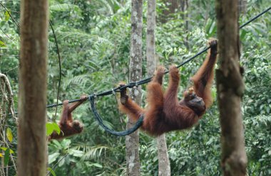 Orangutan-bebek ve orang-utan-anne asma ormandaki ağaçlar arasında hareket etme
