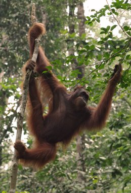Yağmur ormanlarında ağaç üzerinde dinlenme maymun. Vahşi hayvanlar