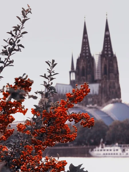 Pobočka červený mountain ash na pozadí řeky Rýn, gotická katedrála, Německo — Stock fotografie