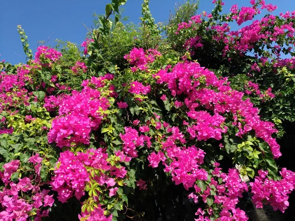 Menos bougainvillea (Bougainvillea glabra), flores bougainvillea, arbusto — Fotografia de Stock