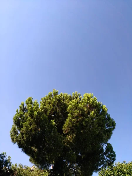 Árvore conífera verde de forma redonda em um fundo de céu azul puro . — Fotografia de Stock