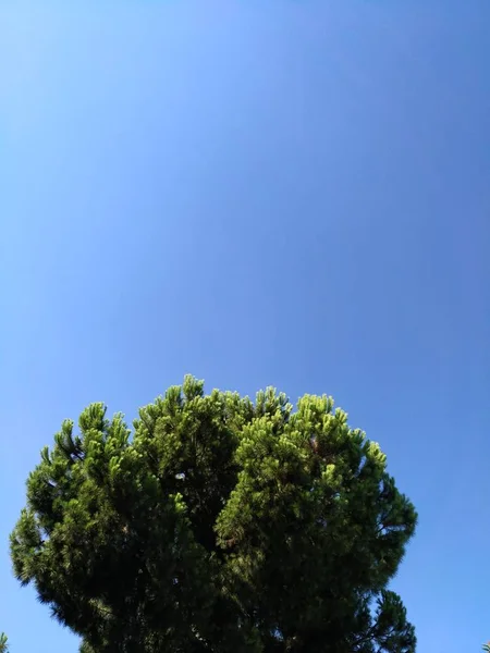 Árvore conífera verde de forma redonda em um fundo de céu azul puro . — Fotografia de Stock