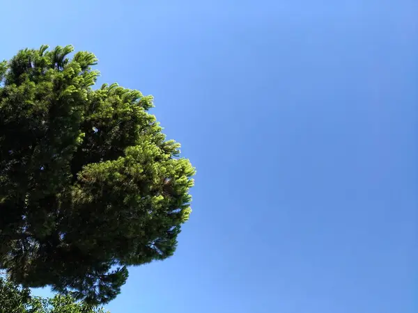 Árvore conífera verde de forma redonda em um fundo de céu azul puro . — Fotografia de Stock