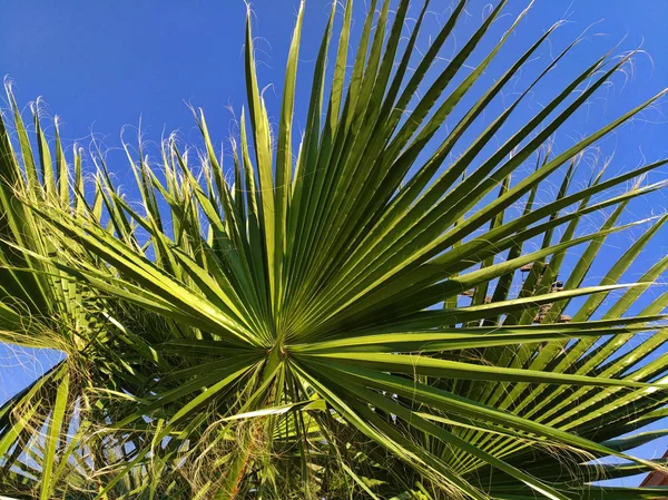 Palmboom op de achtergrond van de hemel, verlicht door de zon. — Stockfoto