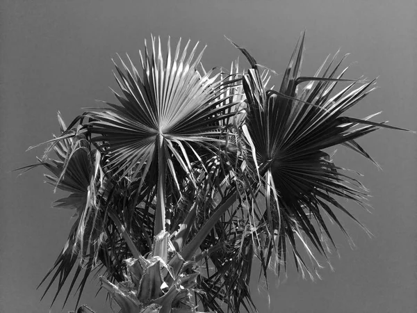 Coroa de uma palma turca em um fundo de céu azul. Preto e branco — Fotografia de Stock