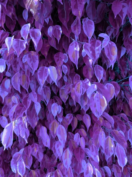 A textura da folhagem decorativa é de forma clássica. Esquema de cores violeta-frio — Fotografia de Stock