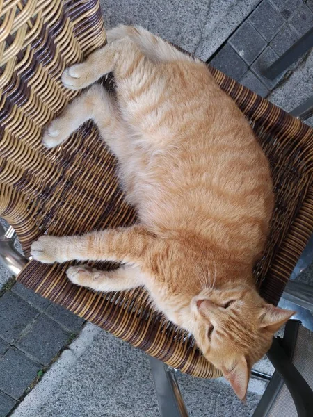 A cat lying on a wicker chair.