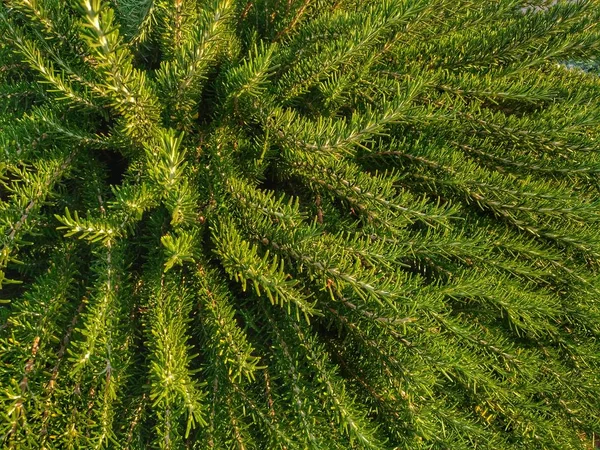 Gros plans sur la végétation verte. Couleur vert clair . — Photo