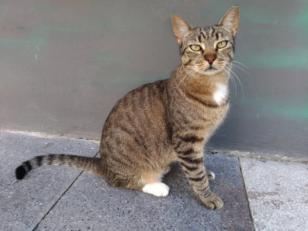 Een kat die door de muur in de straat buiten zitten — Stockfoto