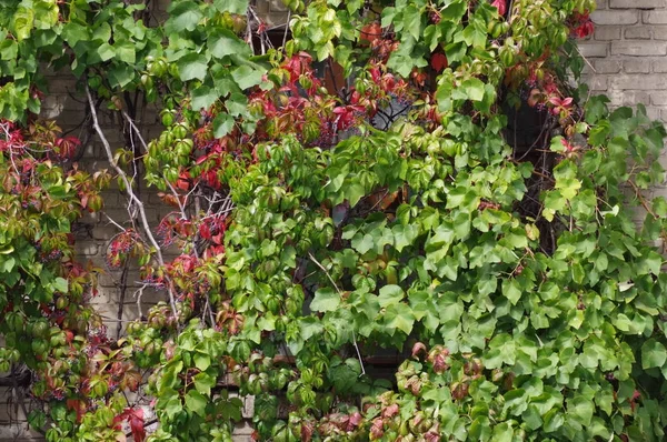 Krullend druiven op een bakstenen muur. — Stockfoto