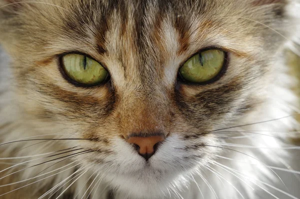 Hauskatzenporträt. ein gestromtes Tierchen. — Stockfoto
