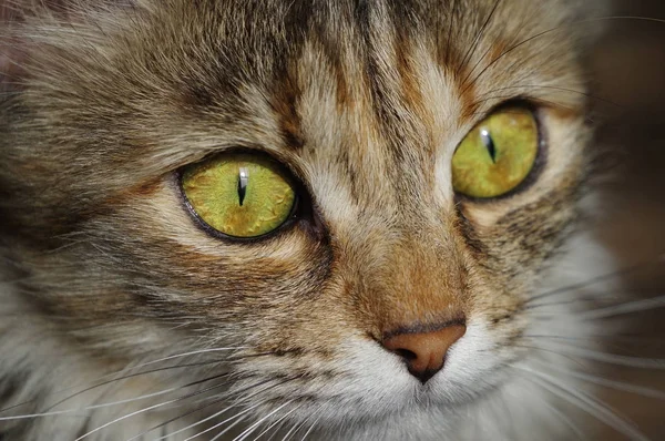 Binnenlandse kat. Een Cyperse harige huisdier met amberkleurige ogen. — Stockfoto