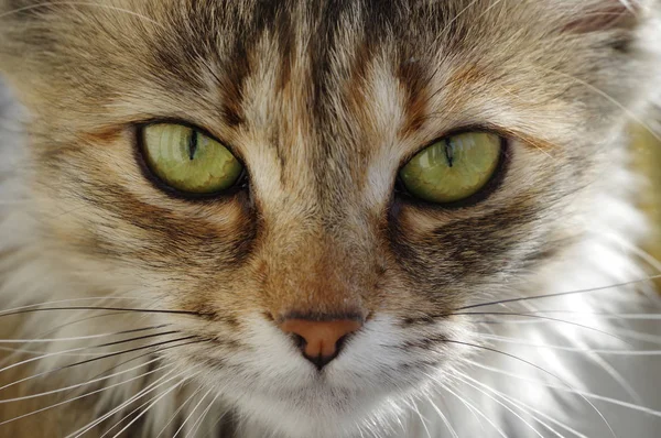 Hauskatzenporträt. ein gestromtes Tierchen. — Stockfoto