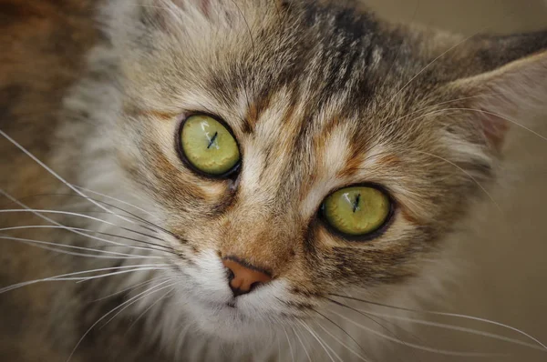 Retrato doméstico de gato. Una pequeña criatura tabby . —  Fotos de Stock