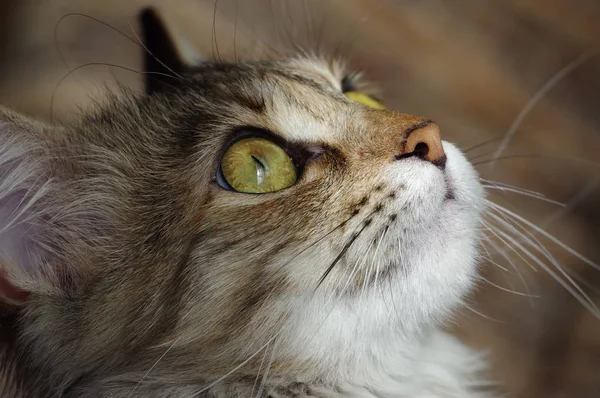 Binnenlandse kat. Een Cyperse harige huisdier met amberkleurige ogen. — Stockfoto