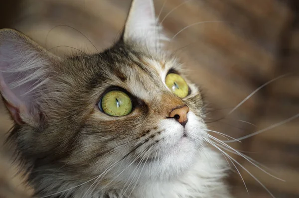 Binnenlandse kat. Een Cyperse harige huisdier met amberkleurige ogen. — Stockfoto