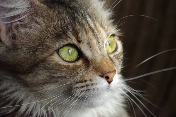 Binnenlandse kat. Een Cyperse harige huisdier met amberkleurige ogen. — Stockfoto