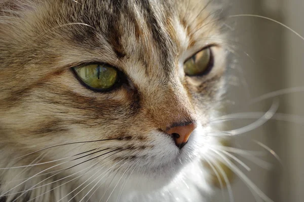 Gatto domestico. Un animale domestico peloso tabby con occhi ambrati . — Foto Stock