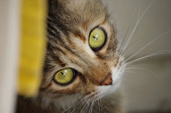 Gatto domestico. Un animale domestico peloso tabby con occhi ambrati . — Foto Stock