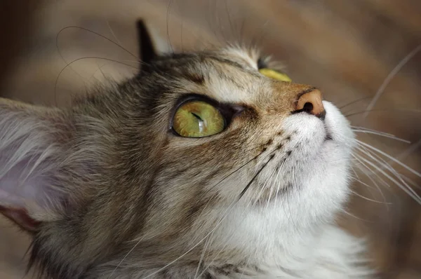 Hauskatze. ein gestromtes Haustier mit bernsteinfarbenen Augen. — Stockfoto