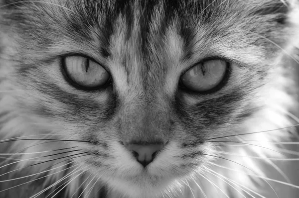 Hauskatzenporträt. ein gestromtes Tierchen. — Stockfoto
