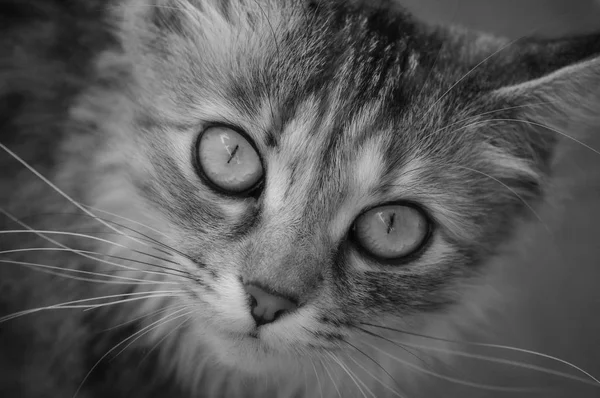 Ritratto di gatto domestico. Una piccola creatura tabby . — Foto Stock