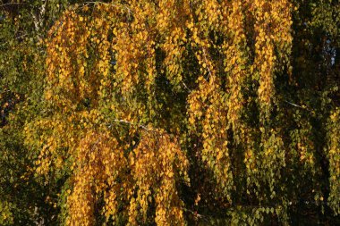 Sarı ve turuncu sonbahar sezonu - yaprakları parkta bir ağaç üzerinde