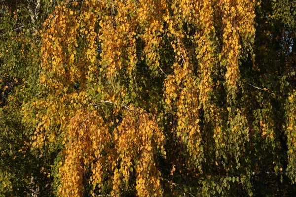 Herbstzeit - gelbe und orangefarbene Blätter an einem Baum im Park — Stockfoto