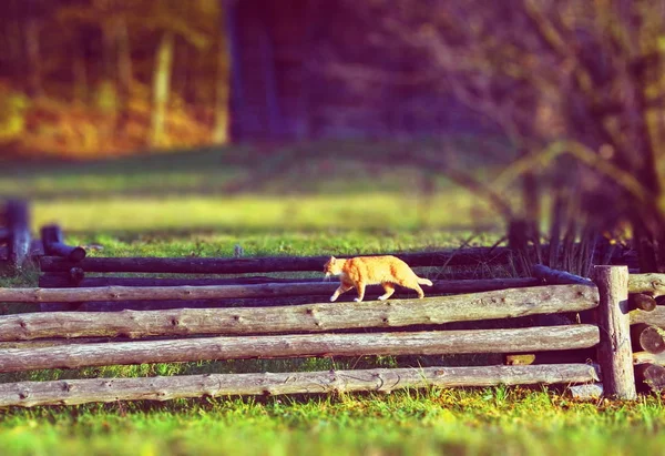 Katze läuft in einem Dorf über einen Holzzaun — Stockfoto