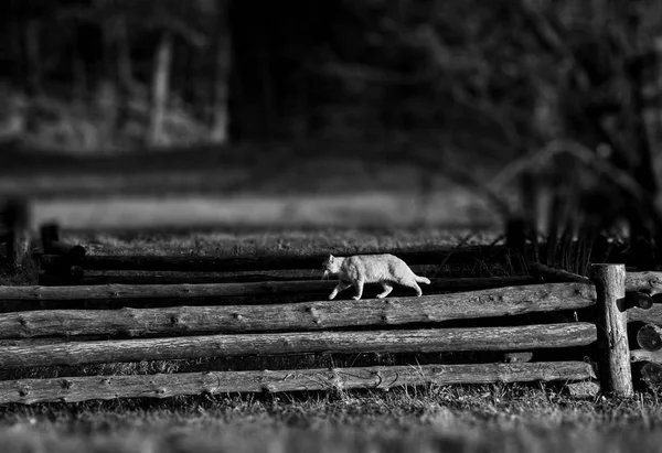 Gato está caminando en una valla de madera en un pueblo —  Fotos de Stock