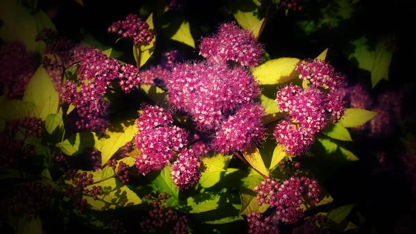 Lindas flores rosa de verão floração spiraea. Um arbusto com folhagem amarela dourada brilhante. Spirea - arbustos caducas. Gold Mound Spirea — Fotografia de Stock