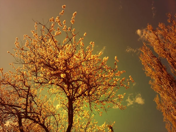 Alberi in fiore con fiori sopra il cielo — Foto Stock