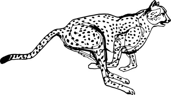 Cheetah under jakten, Afrika — Stock vektor
