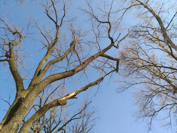 Bäume Silhouetten auf Himmel Hintergrund — Stockfoto