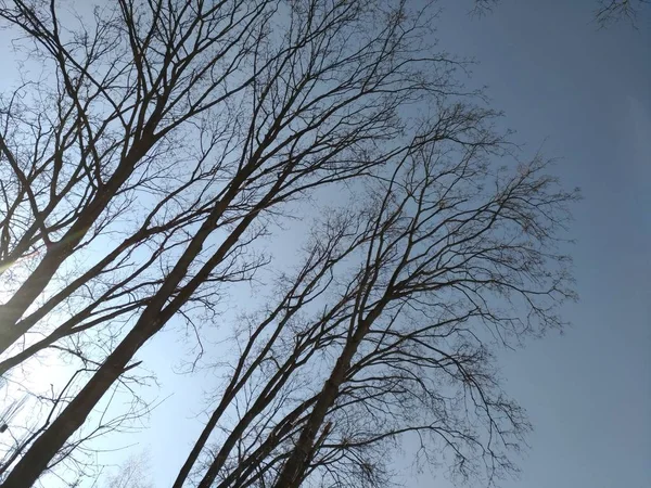 Ağaçlar siluetleri üzerinde gökyüzü backcground — Stok fotoğraf
