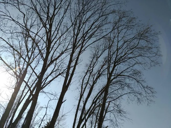 Ağaçlar siluetleri üzerinde gökyüzü backcground — Stok fotoğraf