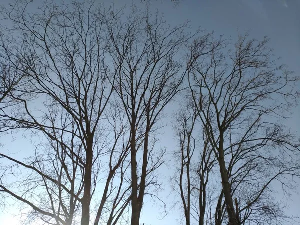 Árvores silhuetas no fundo do céu — Fotografia de Stock