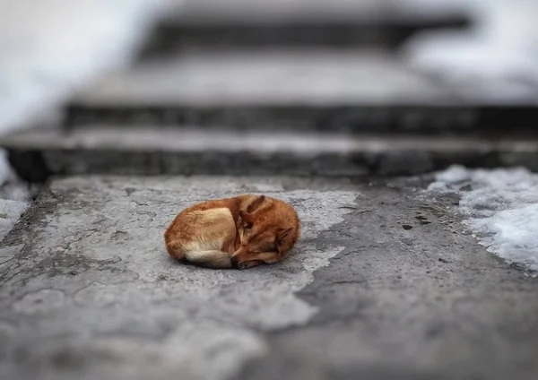 A sleeping dog on the asphalt. — Stock Photo, Image