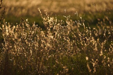 Alan çimen, sonbahar güneşin ışınları tarafından aydınlatılmış.