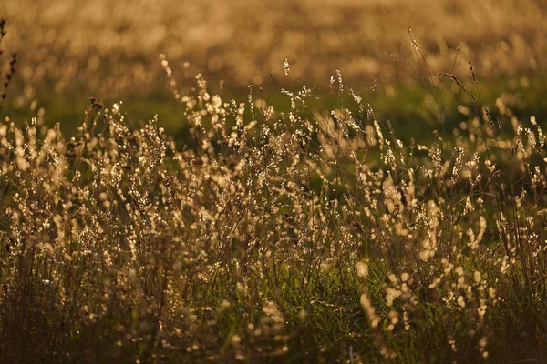 Hierba de campo, iluminada por los rayos del sol del otoño poniente . —  Fotos de Stock