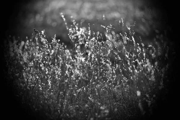Herbe des champs, éclairée par les rayons du soleil couchant d'automne . — Photo