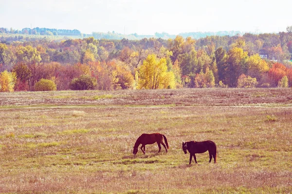 Los caballos pastan en un prado, sobre el fondo de árboles otoñales. Otoño dorado . — Foto de Stock