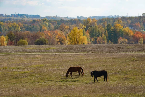 Лошади пасутся на лугу на фоне осенних деревьев. Золотая осень . — стоковое фото