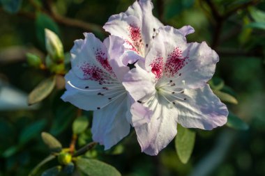 Botanik bahçesinde açelyalar açıyor.
