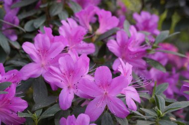 Botanik bahçesinde açelyalar açıyor.