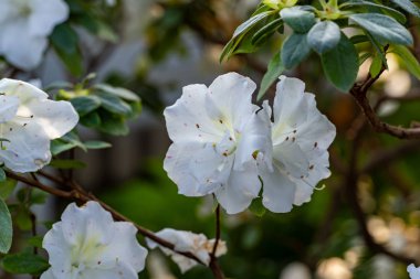 Botanik bahçesinde açelyalar açıyor.