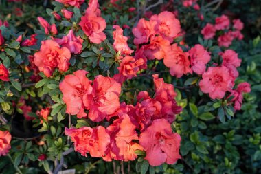 Botanik bahçesinde açelyalar açıyor.